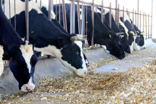 istock cows were eating grass in the farm 1881561794