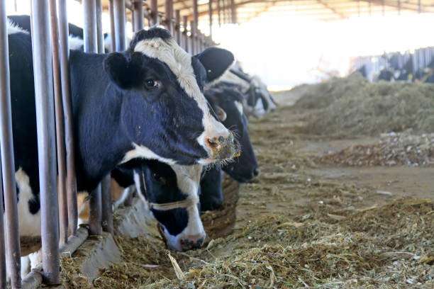 istock cows were eating grass in the farm 1881561797