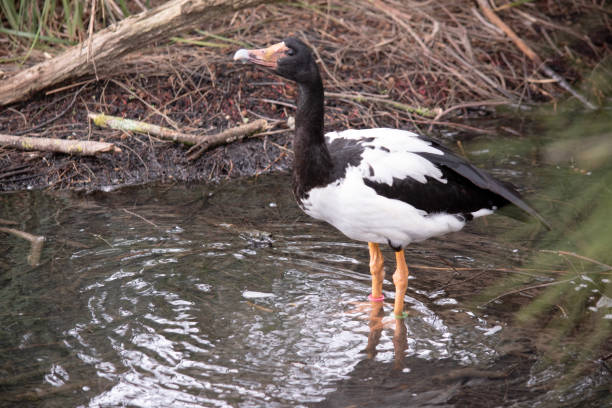 istock this is a close up of a magpie goose 1881578496