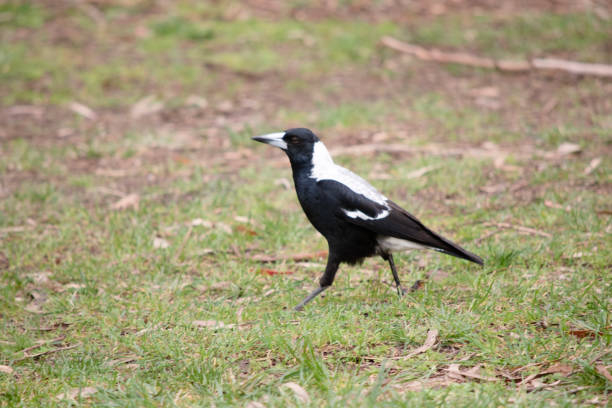 istock this is a side view of a magpie walking on grass 1881579528