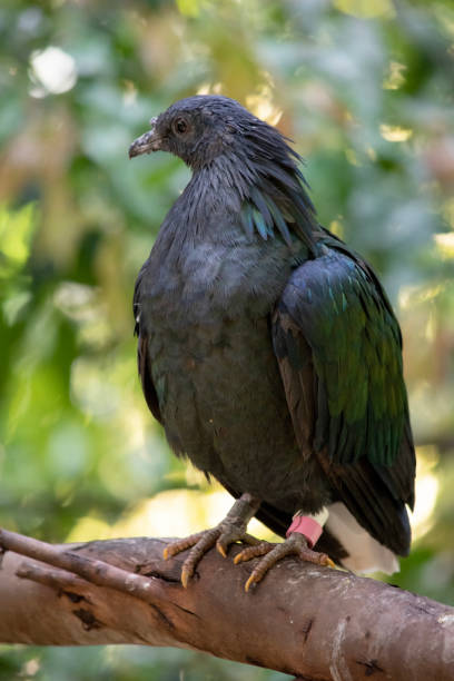 istock the nicobar pigeon is perched on a tree 1881579546