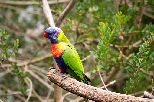 The rainbow lorikeet has a bright yellow-orange/red breast, a mostly violet-blue throat and a yellow-green collar.