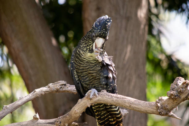 istock this a female red tailed black cockatoo 1881582637