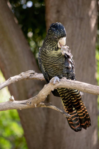 istock this is a female red tailed black cockatoo 1881582638