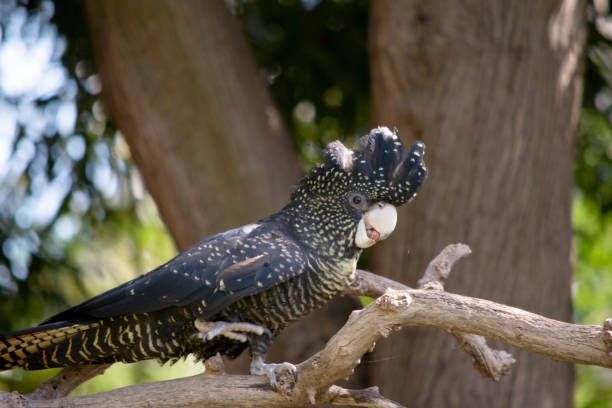 istock this is a side view of a red tailed black cockatoo 1881583149