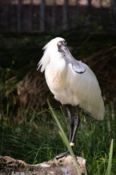 istock the royal spoonbill is perched on a rock 1881584680