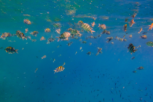 thousands of indopazific sergeant fishes in clear blue water from the red sea in egypt