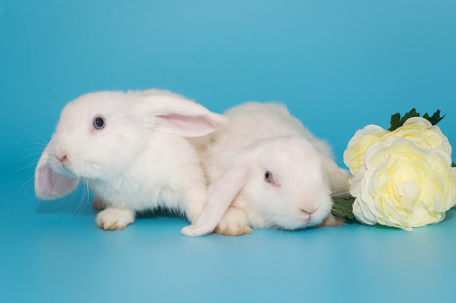 Two white decorative  fold rabbits and flowers on a blue background