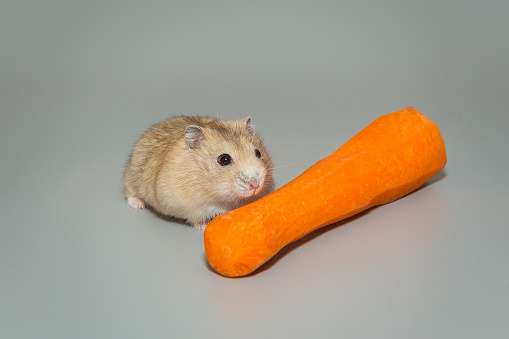 Small, brown Dzhungarian hamster and a carrot, on a gray background