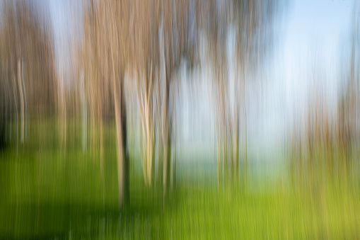 image of trees taken by moving the camera