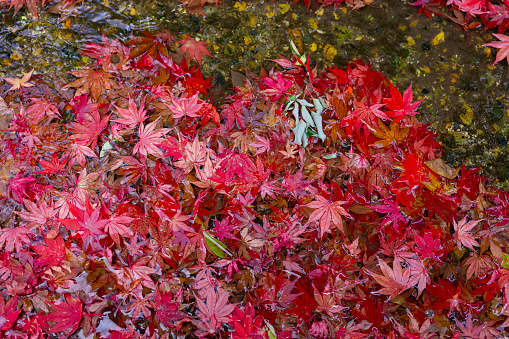 Piled up red leaves in the narrow gutter in autumn. High quality photo. Sakyo ku Kyoto Japan 12.01.2023. It is red leaves at Japanese traditional area in autumn.