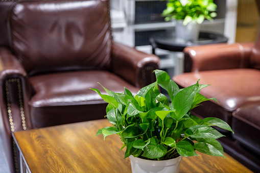 Luxurious retro-style reception area with leather sofas, wooden coffee tables and green plants