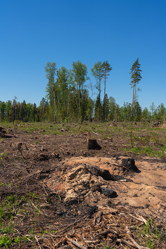 burning of stumps after deforestation, burning of stumps after deforestation, clearing of territories for agriculture
