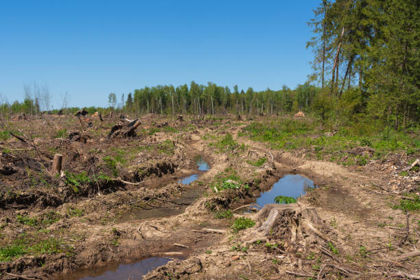 istock The disappearance of forests 1881624493