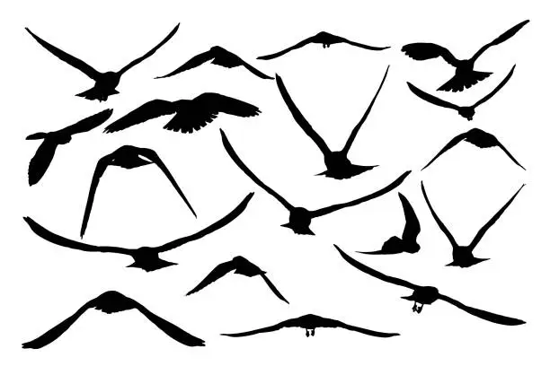 Vector illustration of Flying falcons. Vector images.