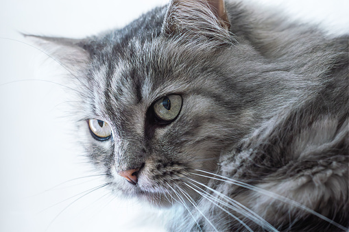 Grey British Shorthair cat with green eyes looks away. Adorable furry domestic animal with blue fur supervises kittens on blurred background macro