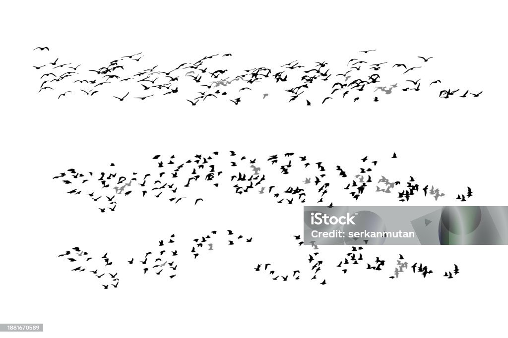 Bird Flying Vector R Flying Birds Vector Images Stock Illustration - Download Image Now ...