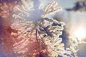 Christmas tree covered snow and ice crystals,  abstract New Year background. Copy space. Banner