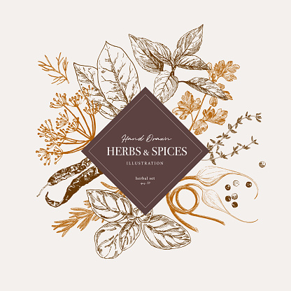 Herbs and spices, culinary illustration for cookbook, spice packaging and recipe sheets. Vintage hand drawn style