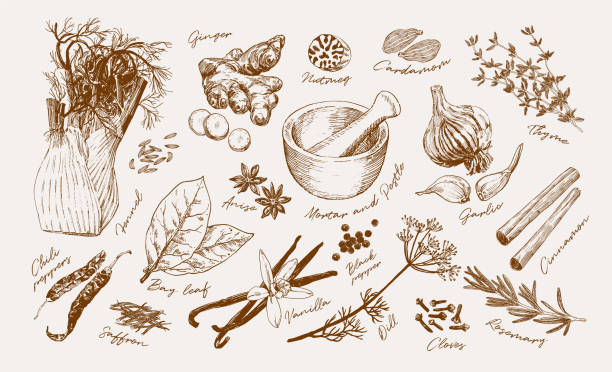 illustrations, cliparts, dessins animés et icônes de collection dessinée à la main d’herbes et d’épices - cardamom cinnamon mortar and pestle herb