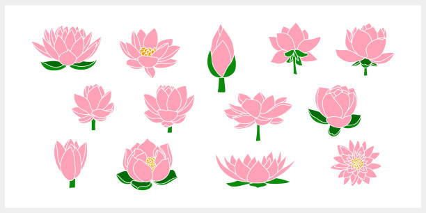 ilustrações de stock, clip art, desenhos animados e ícones de doodle lotos rose flower with leaf clipart isolated hand drawn cartoon nature vector stock illustration eps 10 - lily flower vector red