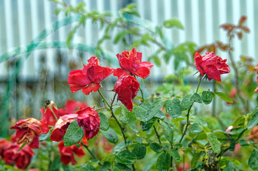 Roses in the garden during autumn rain, Russia