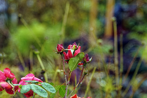 Roses in the garden during autumn rain, Russia