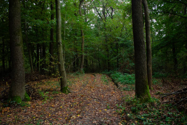 istock road in the autumn forest 1881713361