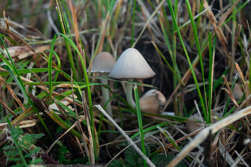poisonous umbrella mushrooms in the grass