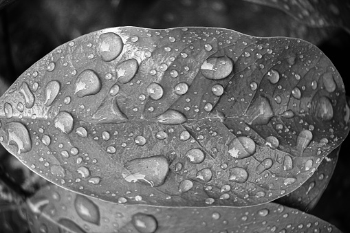 leaf surface wet by rainwater, water droplets on the leaf