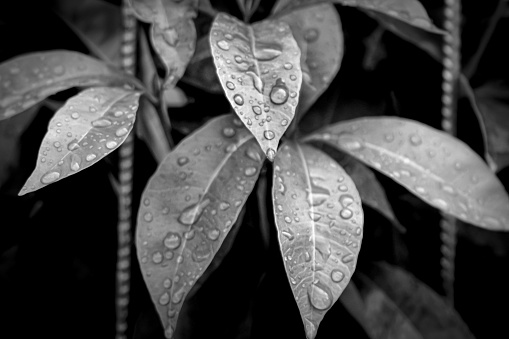 plants wet by rainwater, water droplets on plants