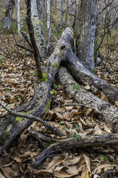 istock Detail of a chestnut trunk 1881738215