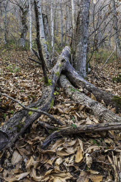 istock Detail of a chestnut trunk 1881746922