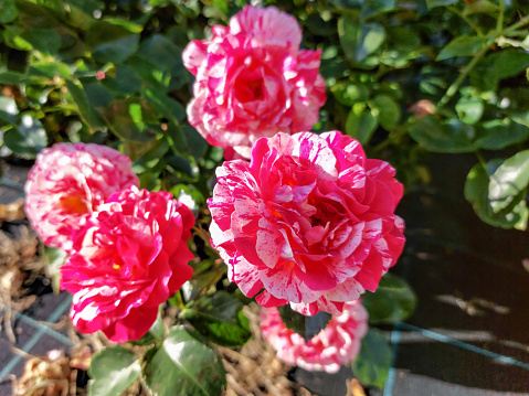 Floribunda garden rose 'Abracadabra' - flowering with striped floweros with blends of white, strong yellows with red and purple stripes and blotches