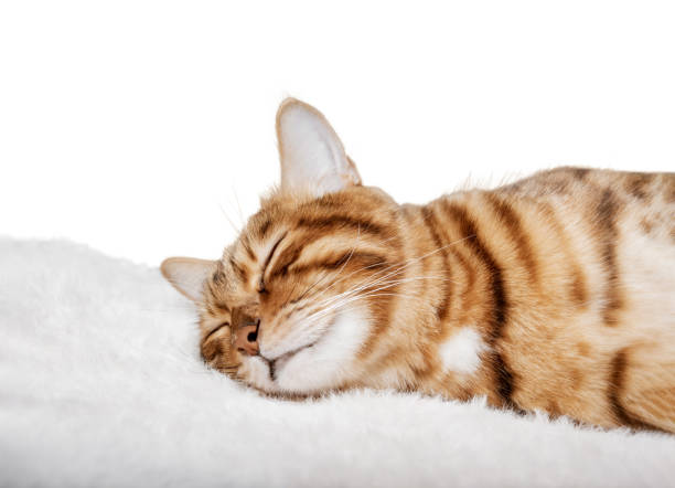 Bengal cat sleeps sweetly on a white background. Sleeping cat close-up isolated.