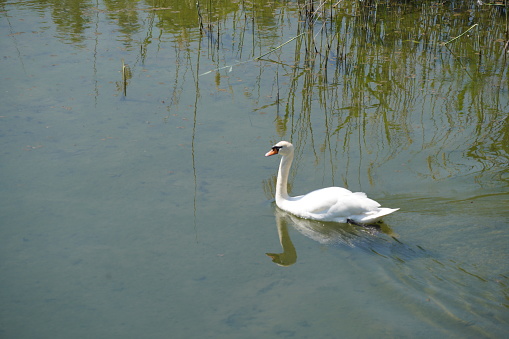 White swan swimming in the lake, closeup of photo.