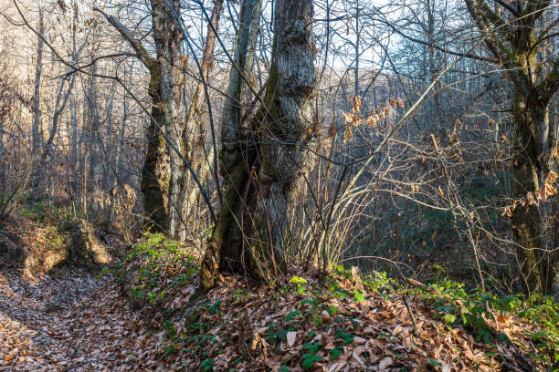 istock Detail of a chestnut trunk 1881761331