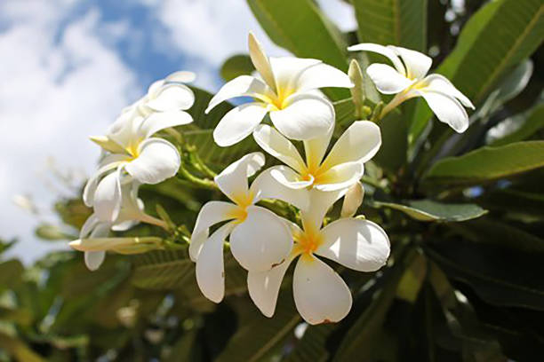 istock white flower Frangipani, Plumeria, Temple Tree, Graveyard Tree 1881761332