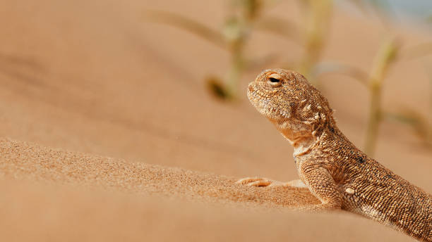 istock Toad-headed agama, Phrynocephalus mystaceus, Calm desert roundhead lizard on the sand in its natural environment. A living dragon of the desert Close up. incredible desert lizard 1881763444