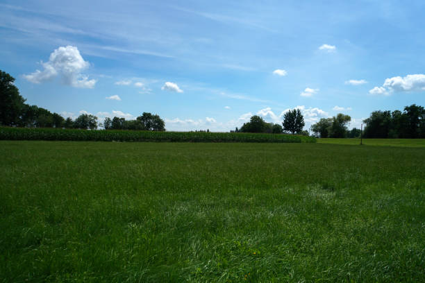 istock Corn field in summer with blue sky and grain 1881763447