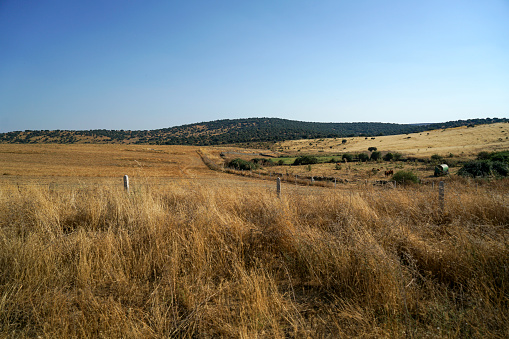 Landscape in Spain's Extremadura photographed from the country road