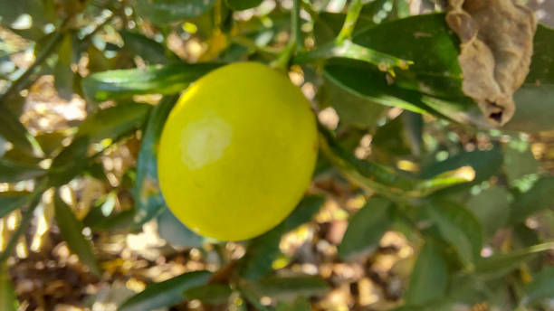 limequat - kumquat sour taste citrus fruit fruit foto e immagini stock