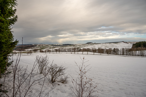A picturesque winter landscape with a snow-covered field with a blanket of white snow