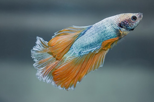 Threadfin rainbowfish (Iriatherina werneri) in aquarium stock photo