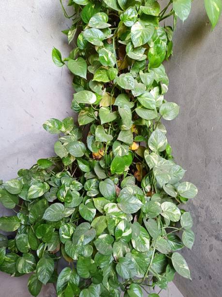istock Lush green ivy arum against a grey backdrop. Epipremnum aureum 1881785423
