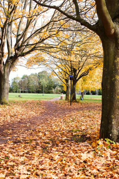 istock Scenic path lined with trees displaying vibrant yellow autumn foliage. 1881791796