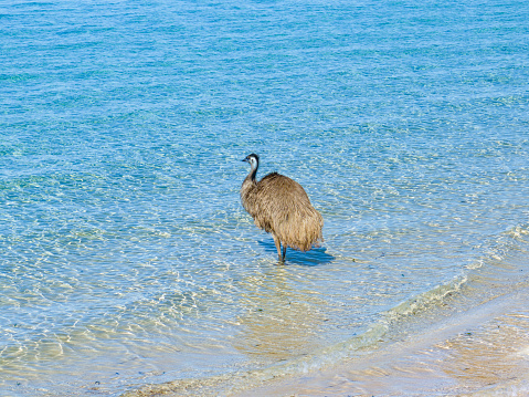 An emu standing in the ocean in Shark Bay, Western Australia.