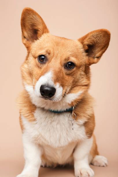 istock Handsome brown and white corgi seated on the ground 1881798112