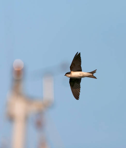 istock Common House Martin, Delichon urbicum 1881802278