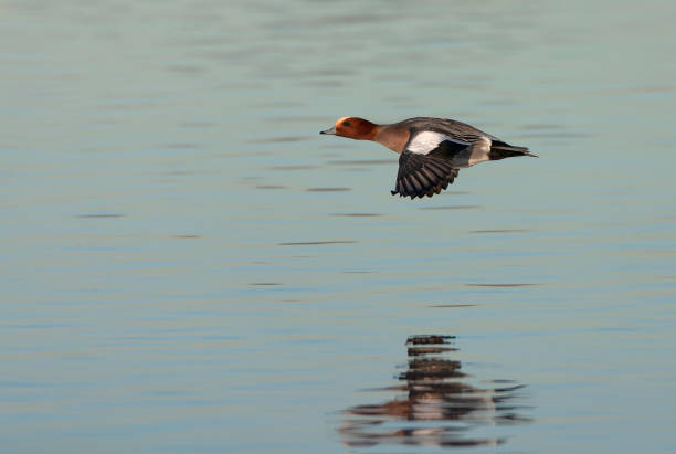 istock Eurasian Wigeon (Anas penelope) in the Netherlands. 1881802787
